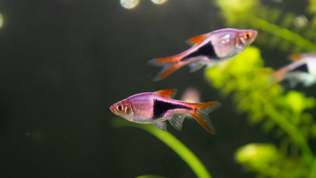 A well-lit aquarium scene, with a pair of Scissortail Rasboras swimming gracefully amid lush aquatic plants. The fish appear in the foreground, their long, elegant fins delicately undulating as they engage in a courtship dance, their scales shimmering with vibrant hues. The middle ground showcases a soft focus backdrop of floating leaves and driftwood, creating a tranquil, natural atmosphere. Warm, diffused lighting filters through the water, casting a gentle, golden glow on the scene. The overall composition evokes a sense of serene beauty and the wonder of witnessing the breeding behaviors of these captivating freshwater fish.