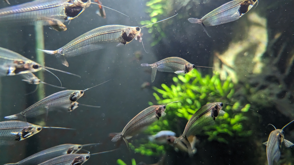 A well-lit, close-up photograph of glass catfish gracefully swimming in a planted aquarium. The fish's transparent body glimmers as it delicately sips food from the water's surface. The foreground shows the catfish's mesmerizing silhouette, with its wispy fins and slender profile. The middle ground features lush, verdant aquatic plants gently swaying, creating a serene and natural environment. The background is softly blurred, allowing the viewer to focus on the captivating subject. The lighting is soft and diffused, illuminating the glass-like quality of the catfish's body. The overall mood is one of tranquility and wonder, reflecting the beauty and delicacy of this unique freshwater species.