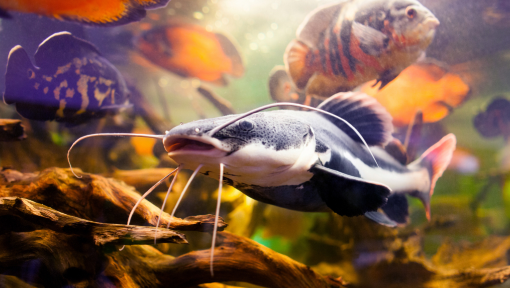 Glass Catfish Care
