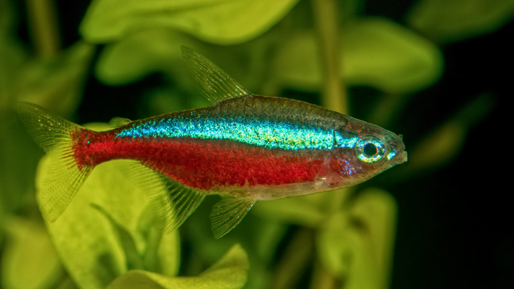 An eerie, tranquil blackwater pool reflecting the gentle sway of aquatic plants. The still, tannin-stained waters create a moody, atmospheric scene, bathed in soft, diffused lighting that casts long, shadowy reflections. Delicate wisps of mist drift across the surface, adding to the mystical, ethereal ambiance. The water's surface is a mirror, reflecting the lush, verdant foliage surrounding the pool, creating a sense of depth and immersion. The overall mood is one of serene, contemplative beauty, perfectly suited to illustrate the &amp;quot;Blackwater Conditions&amp;quot; section of the article on the Green Neon Tetra.