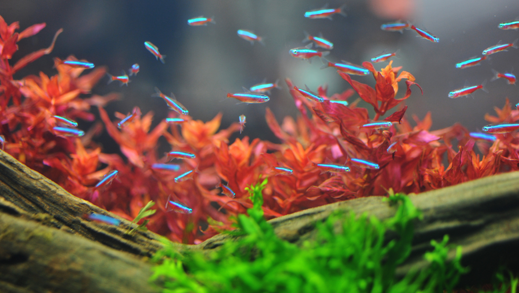 An eerie, tranquil blackwater pool reflecting the gentle sway of aquatic plants. The still, tannin-stained waters create a moody, atmospheric scene, bathed in soft, diffused lighting that casts long, shadowy reflections. Delicate wisps of mist drift across the surface, adding to the mystical, ethereal ambiance. The water's surface is a mirror, reflecting the lush, verdant foliage surrounding the pool, creating a sense of depth and immersion. The overall mood is one of serene, contemplative beauty, perfectly suited to illustrate the &amp;quot;Blackwater Conditions&amp;quot; section of the article on the Green Neon Tetra.