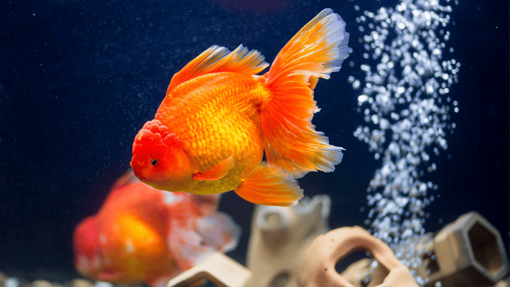 Balancing Aquarium Water Parameters