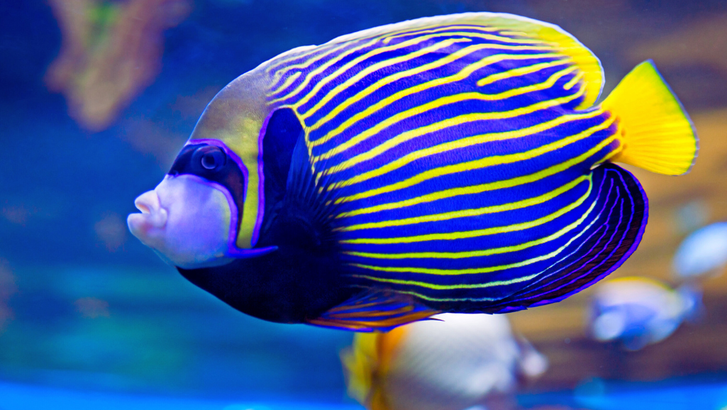 Coral Beauty Angelfish