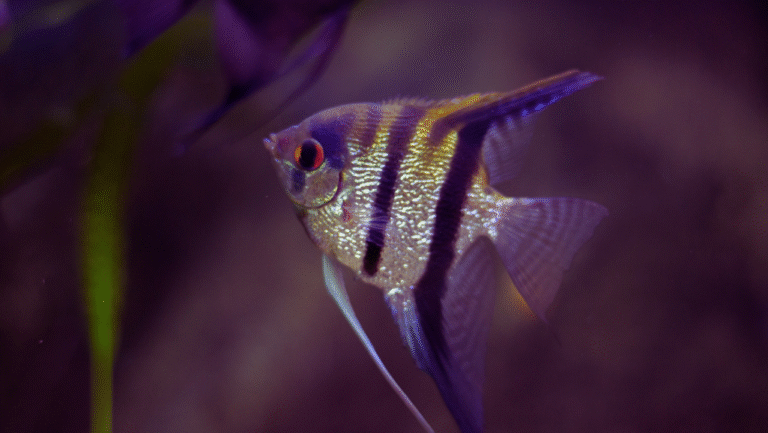 Coral Beauty Angelfish Care Guide for Saltwater Aquariums 1 Coral Beauty Angelfish