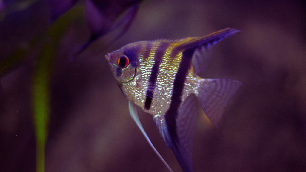 Coral Beauty Angelfish