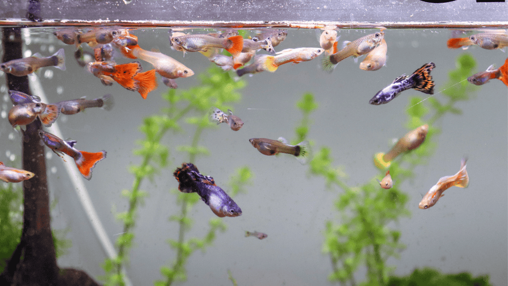 Effective Algae Control in Fish Tanks