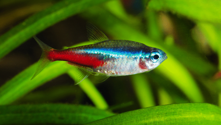 Green Neon Tetra
