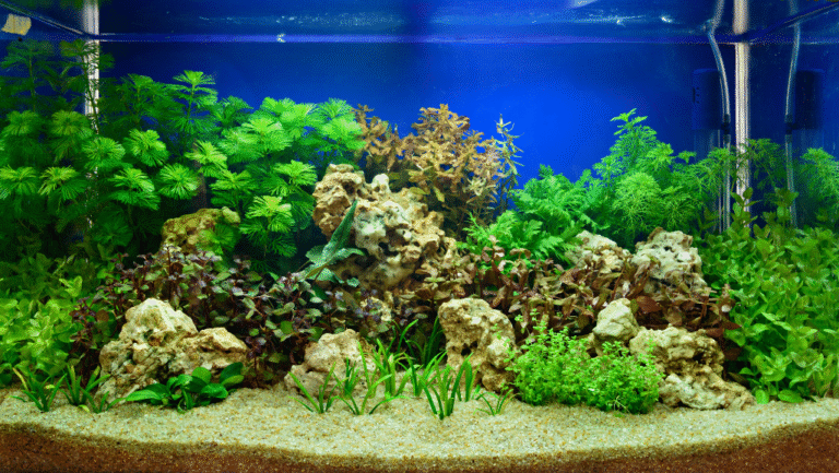 Planted Aquarium Fish