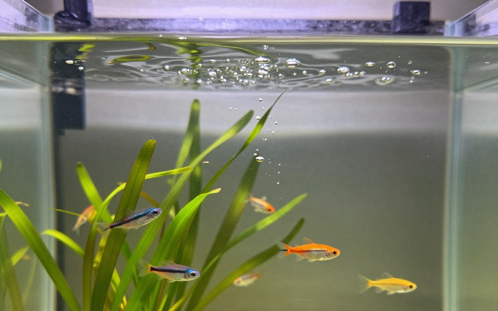 A clear, sparkling aquarium filled with pristine water, showcasing gentle ripples on the surface that reflect soft, ambient lighting. In the foreground, delicate aquatic plants add a hint of green, swaying gently with the water's flow. The middle section features small bubbles rising to the surface, representing oxygenation, while colorful fish gracefully swim about, symbolizing a thriving ecosystem. The background reveals subtle hints of a natural habitat with smooth stones and gentle light filtering through, creating a calm atmosphere. The overall mood is serene and inviting, with a focus on the clarity and quality of the water, capturing the essence of a safe environment for aquatic life. The image is brightly lit, simulating daylight through a clear glass tank, viewed from a slightly angled perspective to enhance depth.
