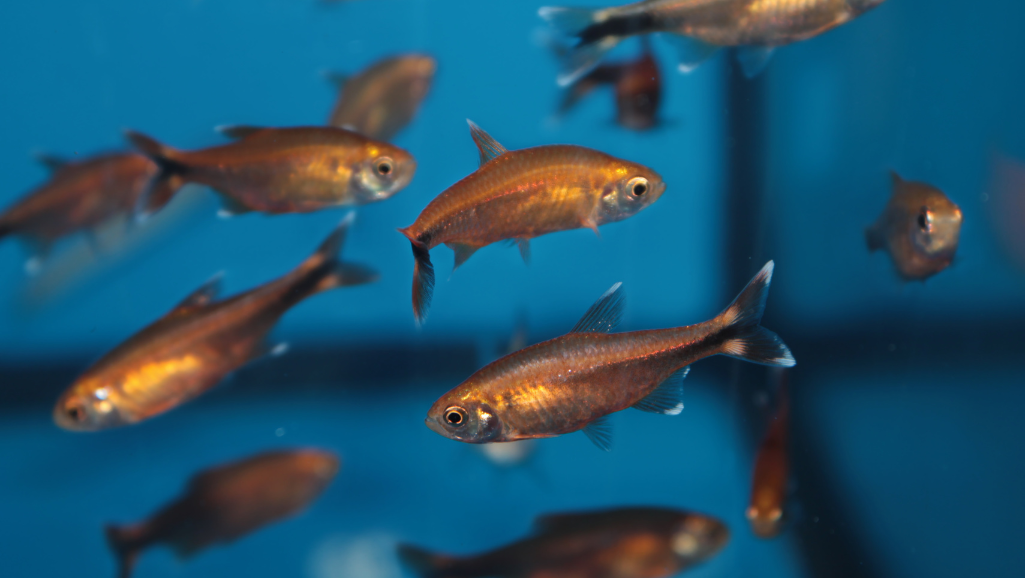 Black Neon Tetra