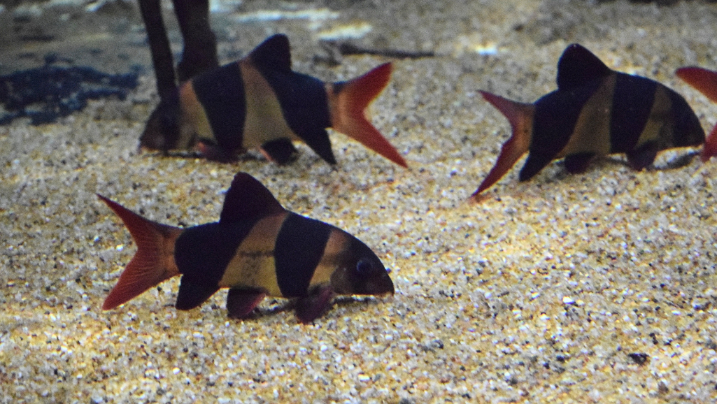 A close-up view of two clown loaches intertwined, their vibrant orange, black, and white striped bodies entangled in a gentle, graceful dance. The fish are situated in a lush, heavily planted freshwater aquarium, with soft, diffused lighting illuminating the scene. The background is slightly blurred, allowing the breeding pair to take center stage. Bubbles rise gently from the substrate, adding a sense of tranquility to the serene underwater landscape. The overall composition captures the beauty and intimacy of the clown loach breeding process, showcasing their unique appearance and behavior.