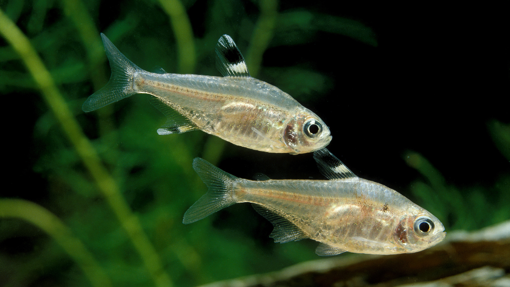 Underwater scene featuring a vibrant school of lambchop rasboras gracefully swimming together in a tranquil aquarium environment. The fish display their distinctive silver and dark-banded bodies, moving in a mesmerizing synchronized pattern through the water column. Gentle rays of light pierce the surface, casting a warm, natural glow across the scene. The foreground is in sharp focus, with the rasboras occupying the middle ground, while the background fades into a softly blurred backdrop of aquatic plants and decorations. The overall mood is serene and captivating, showcasing the rasboras' alluring schooling behavior.