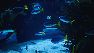 stunning aquarium species