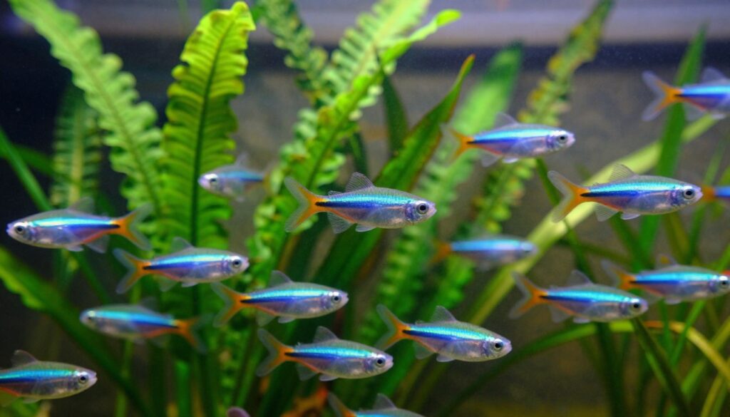 A vibrant underwater scene featuring a school of colorful tropical fish, such as neon tetras and rasboras, gracefully swimming together amidst lush aquatic plants. In the foreground, the fish are vividly detailed, showcasing their iridescent scales reflecting soft light. The middle ground features various varieties of green plants—Java fern, Anubias, and Amazon swords—swaying gently in the flowing water. The background reveals hints of a textured aquarium wall, providing depth with soft diffused lighting casting gentle shadows. The atmosphere is tranquil and harmonious, evoking a sense of life and movement, resembling a living landscape. The image should be captured with a macro lens to enhance details, with a slight focus on the schooling fish, creating an immersive and captivating underwater environment.