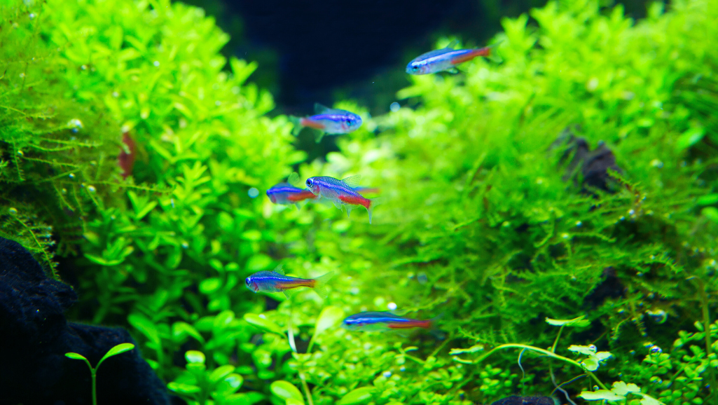Aquatic Pet Care