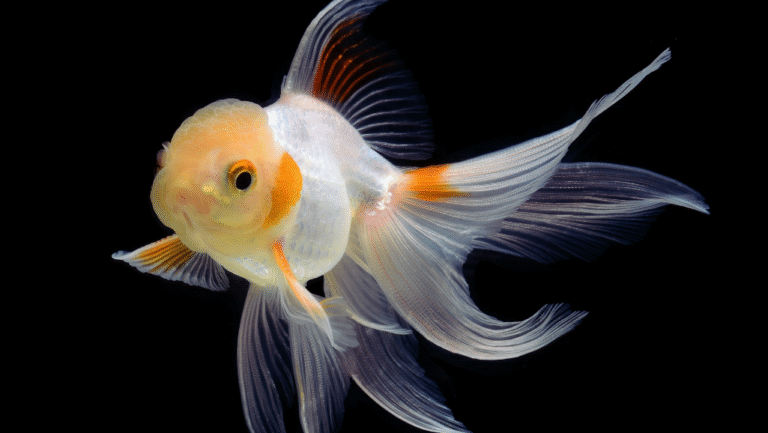 Fancy Goldfish Care