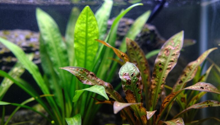 Aquarium Plants Turning Brown